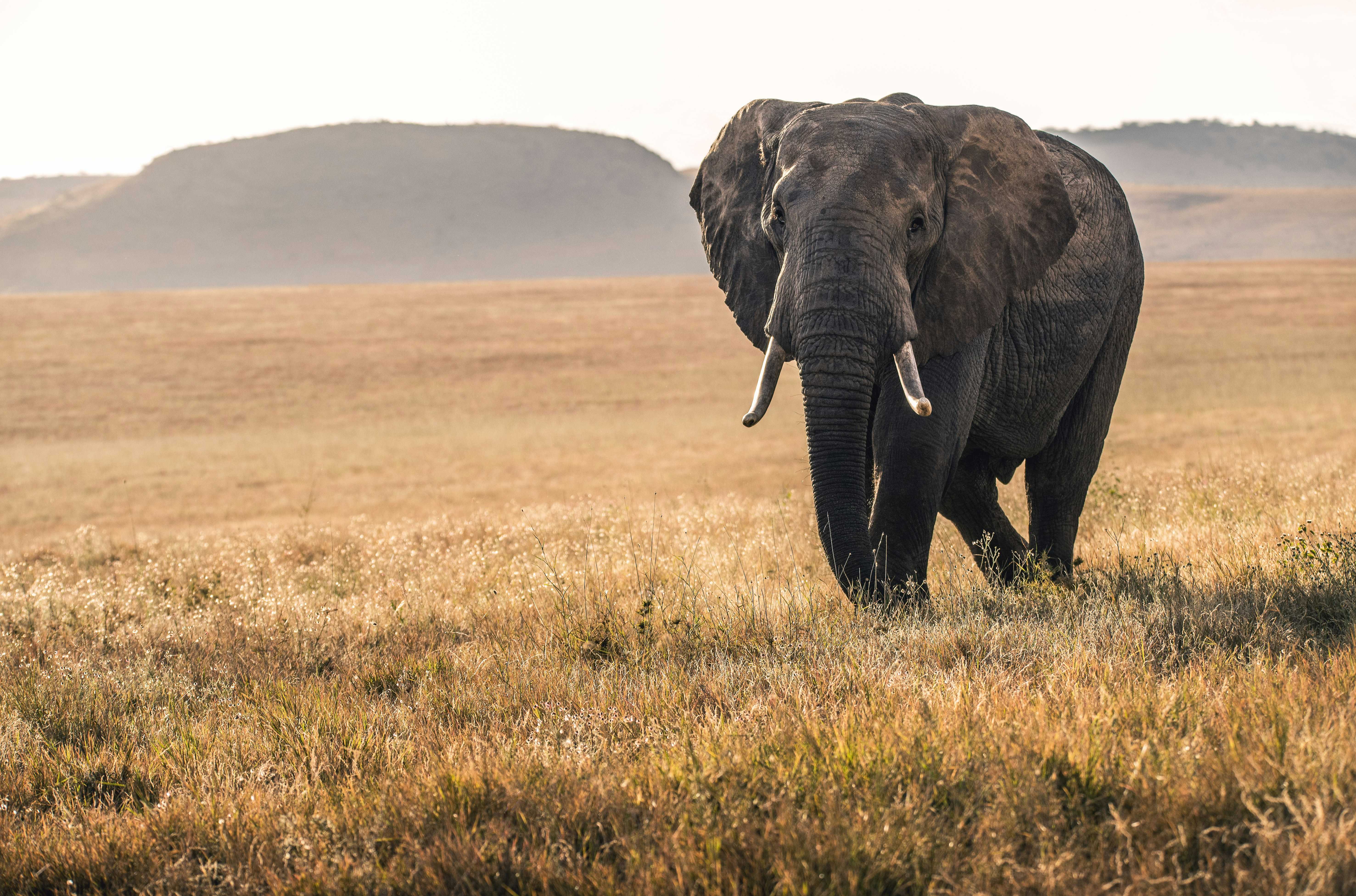 elephant-safari