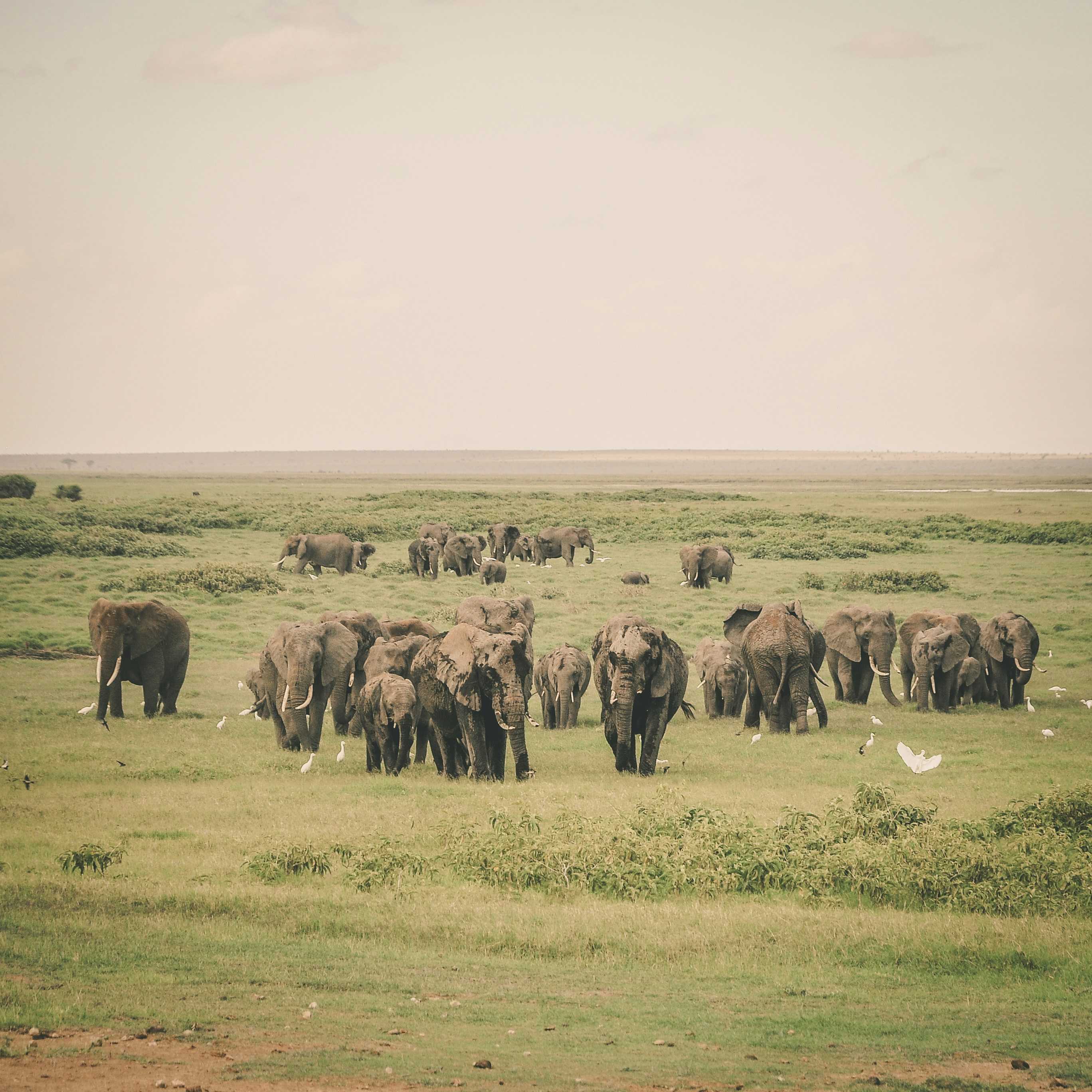 elephants-safari