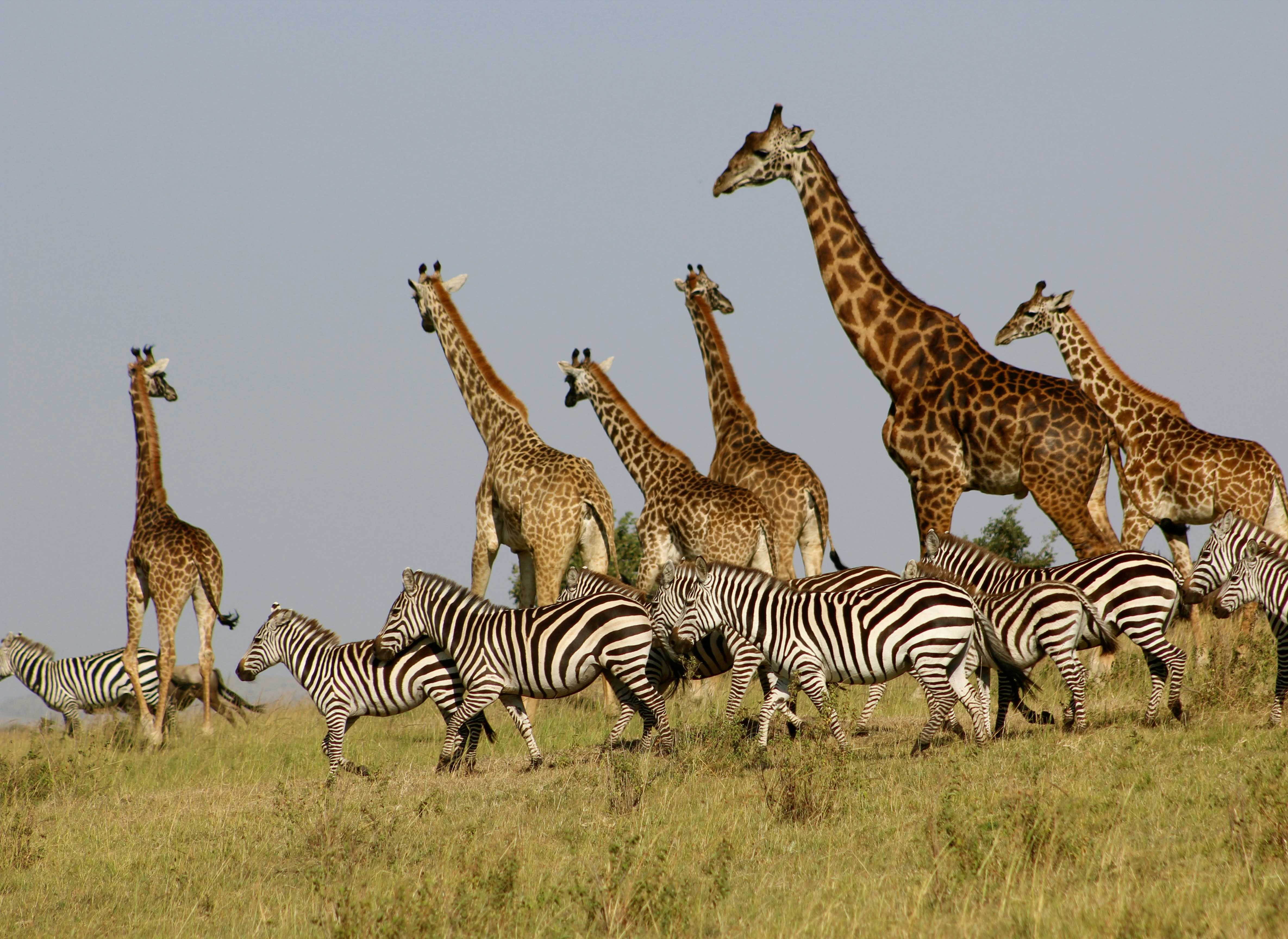 girafes-zebres-safari