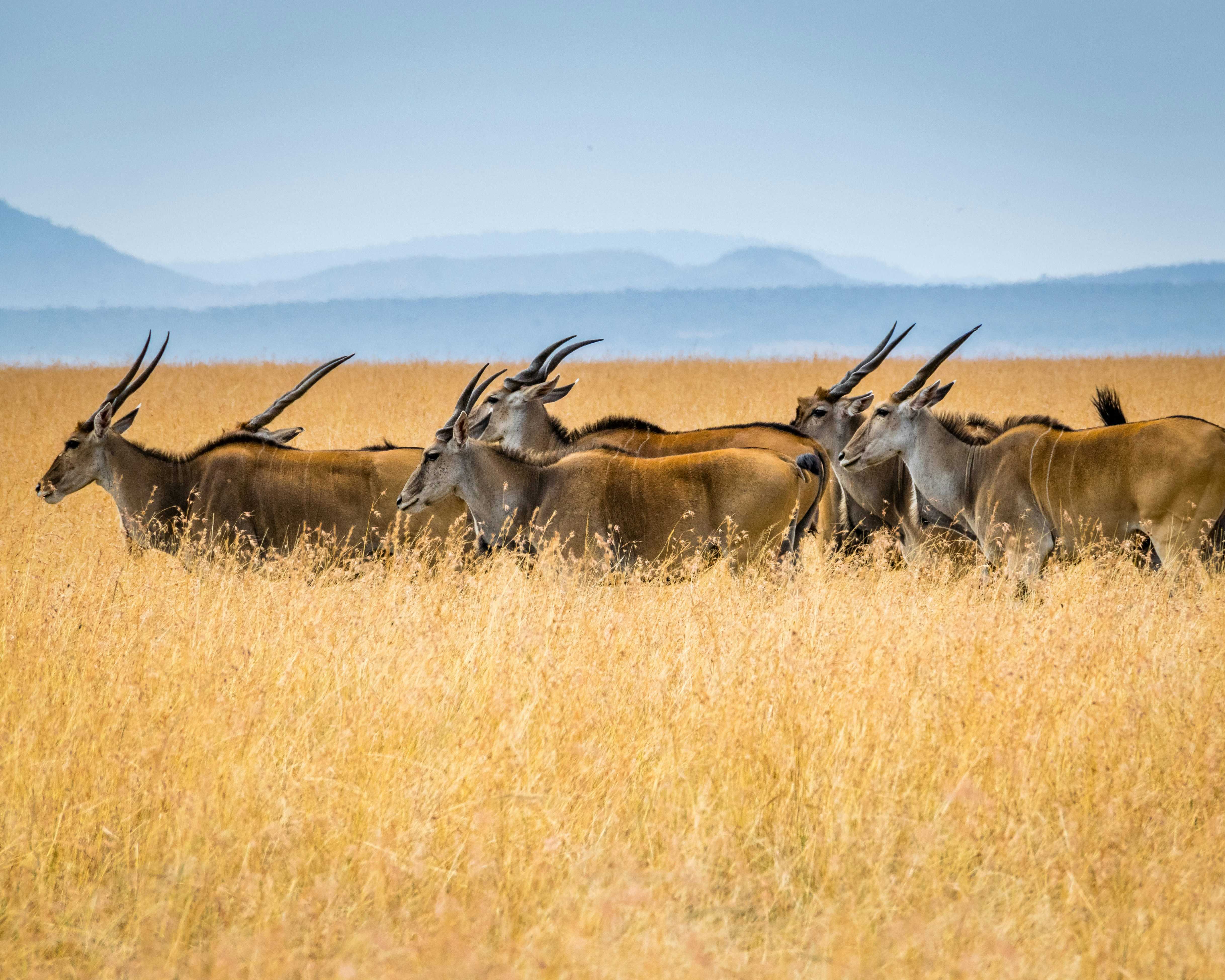 oryx-safari